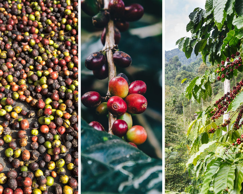 SPECIALTY COFFEE Cosmorex